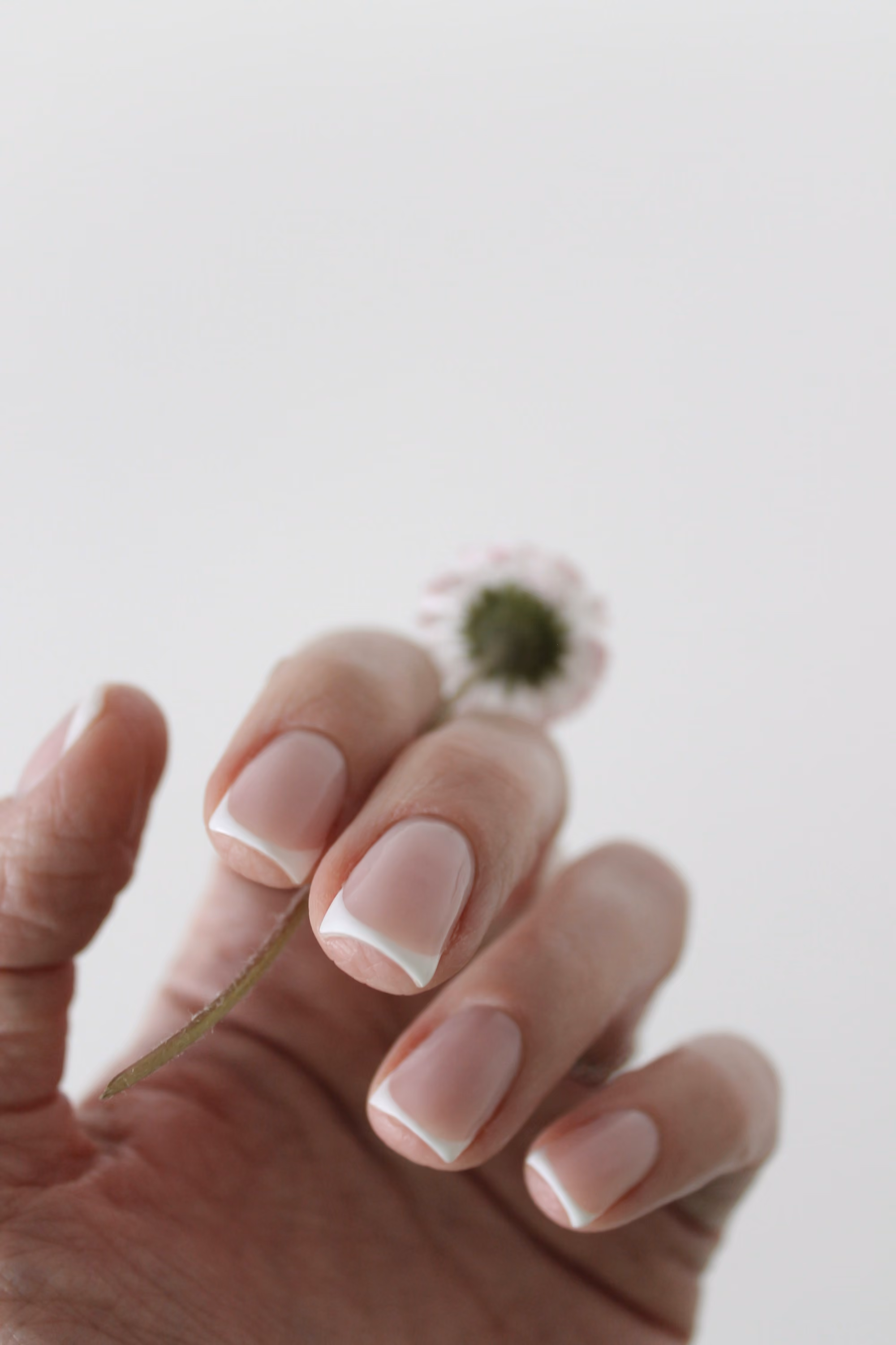 Classic French manicure holding a daisy